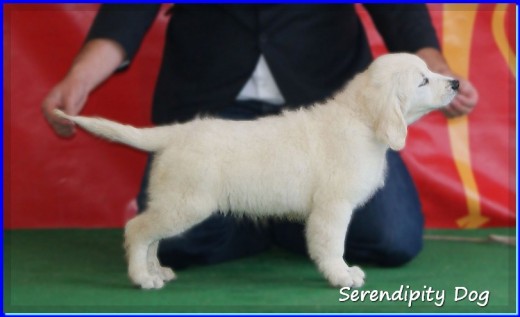 Charlotte ( Serendipity Dog Charlotte)
www.SerendipityDog.es
Cria Responsable y Familiar del Golden Retriever
